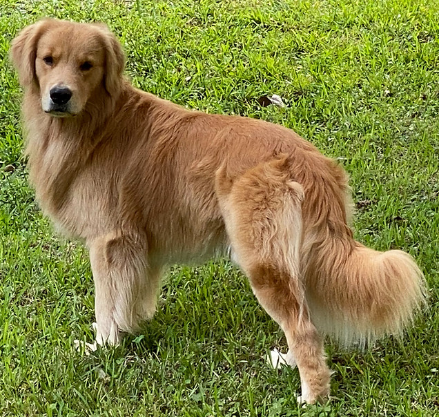 Our Dogs Goldengatesretriever